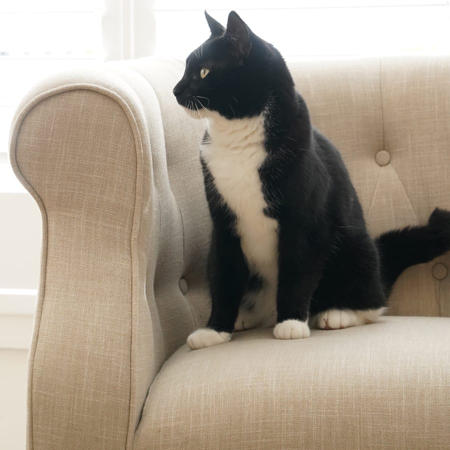 Esther Tub Chair Linen By Black Mango Interiors